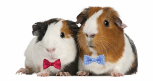 Guinea Pigs in Bow Ties - Photo Courtesy of Bowdoin International Music Festival