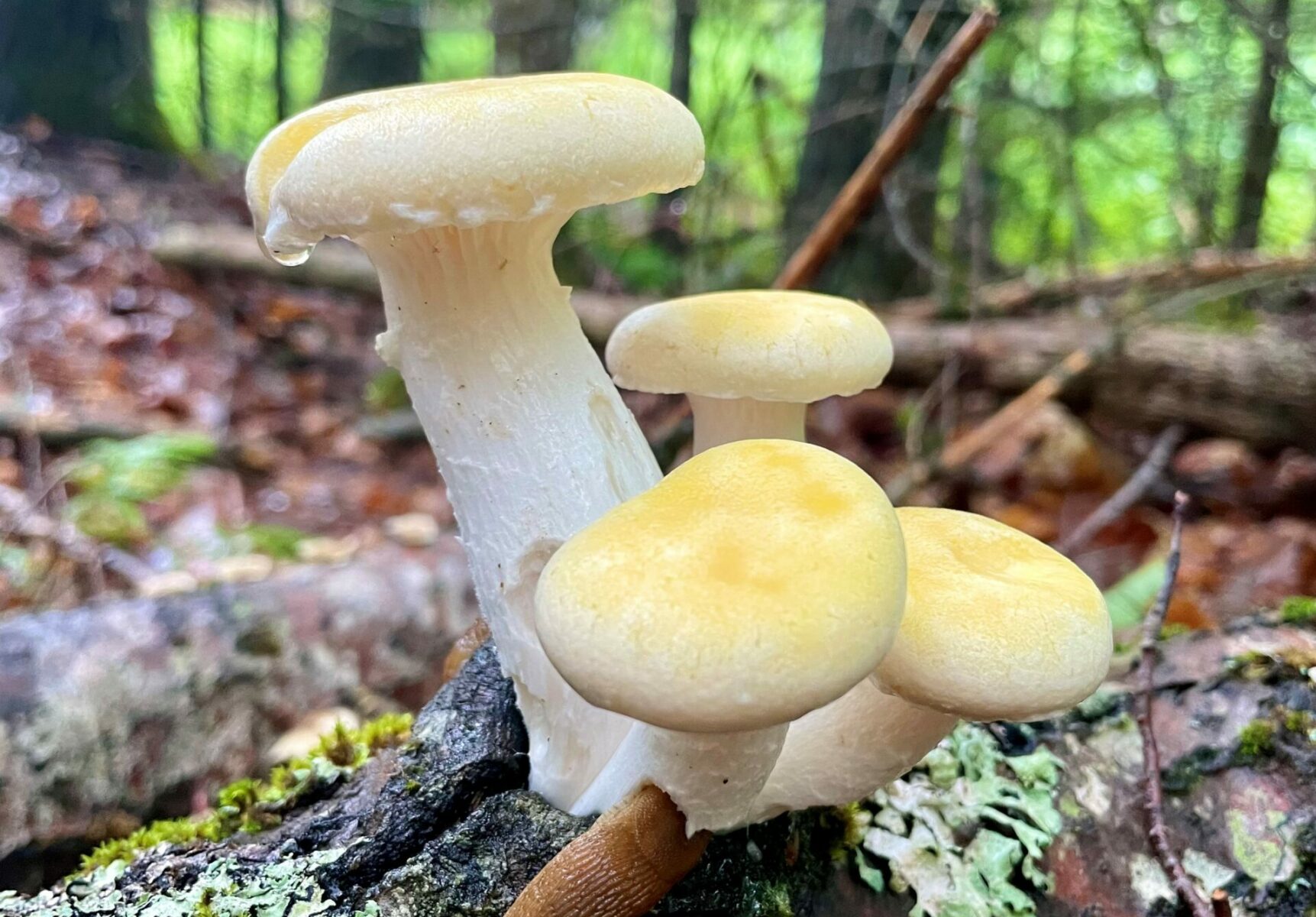 Mushroom ID Walk Photo Credit Pineland Farms Visit Portland