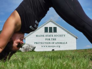 Outdoor Yoga at the Horse Farm - Photo Courtesy of Ashley Flowers Yoga