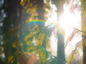 Nature Forest Therapy - Photo courtesy of Pineland Farms