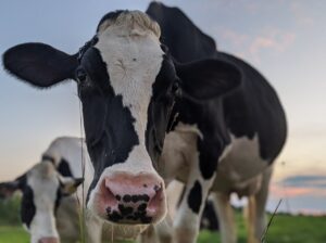 Cheese Making and Dairy Tour - Photo Courtesy of Pineland Farms