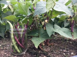 Pickling for Adults - Photo Courtesy of Pineland Farms