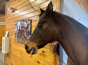 Afternoon at Equestrian Center - Photo Courtesy of Pineland Farms