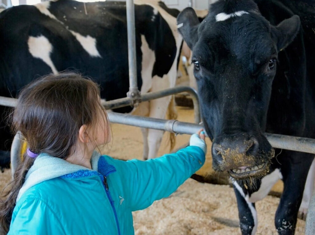 Butter Making - Photo Courtesy of Pineland Farms