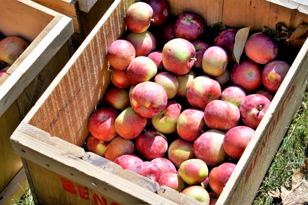 Applesauce Making - Photo Courtesy of Pineland Farms