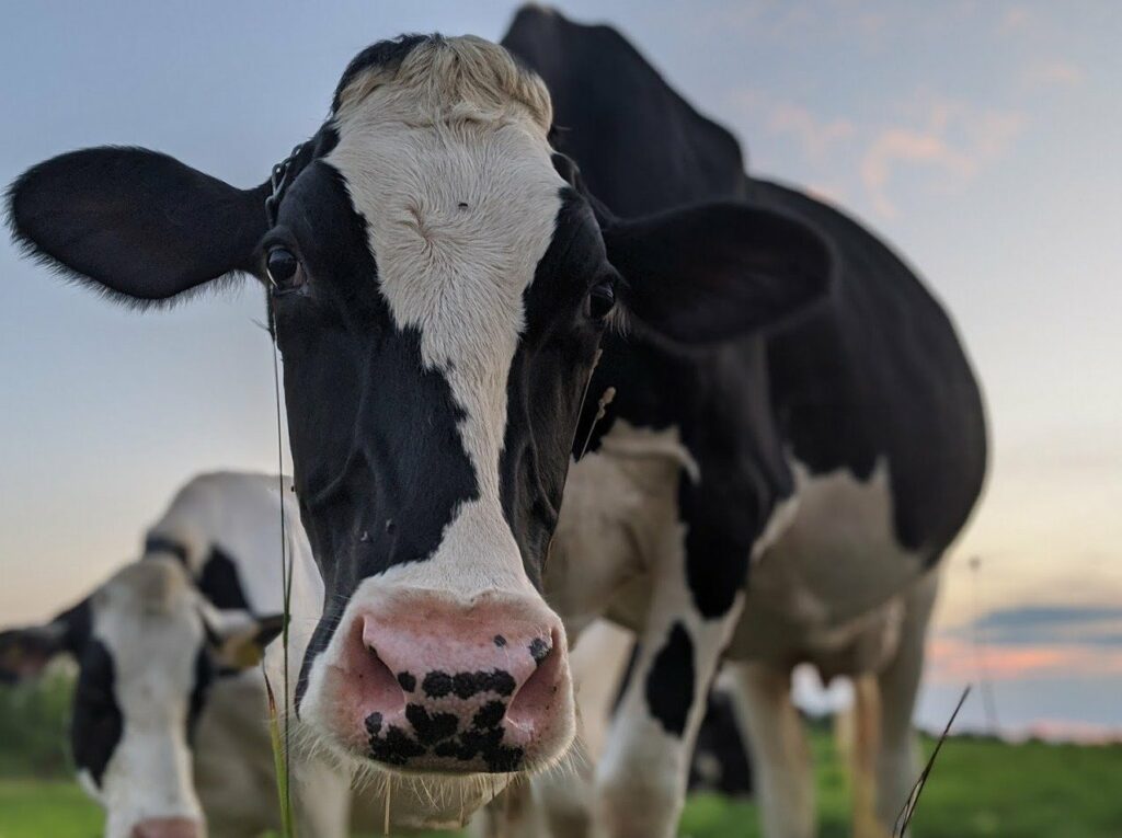 Cheesemaking and Dairy Tour - Photo Courtesy of Pineland Farms Cheesemaking and Dairy Tour - Photo Courtesy of Pineland Farms
