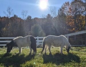 Farmyard Helper - Photo Courtesy of Pineland Farms