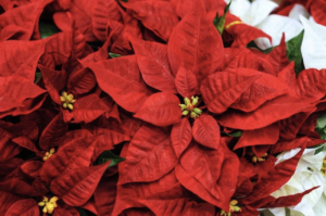 Poinsettia Fundraiser for THM - Photo Courtesy of Tate House Museum