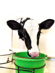 2-Hour Farm Pass - Photo Courtesy of Pineland Farms