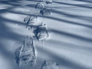 Making Tracks - Photo Courtesy of Pineland Farms