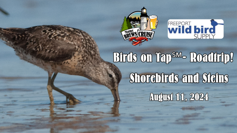 Birds on Tap - Shorebirds - Photo Credit: Freeport Wild Bird Supply