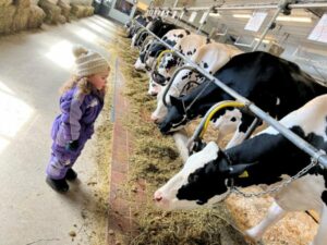 Butter Making Learn and Churn - Photo Courtesy of Pineland Farms