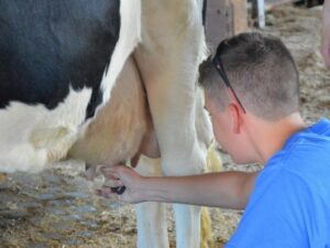 Udderly Amazing - Photo Courtesy of Pineland Farms