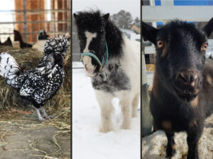 Play Days at Pineland - Photo Courtesy of Pineland Farms