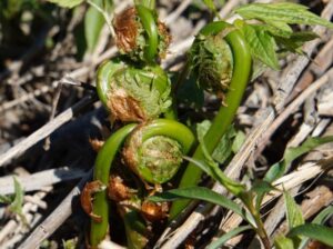 Fiddlehead Foraging - Photo Courtesy of Pineland Farms
