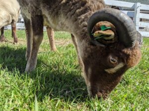 Working with Wool - Photo Credit: Pineland Farms