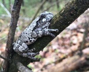 Woodland Wonders - Photo Courtesy of Pineland Farms