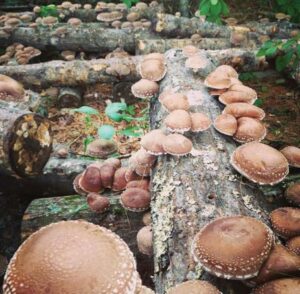 Outdoor Mushroom Cultivation - Photo Courtesy of Pineland Farms