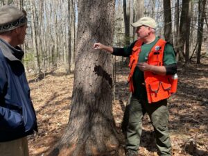 The Forest Trees of Maine - Photo Courtesy of Pineland Farms