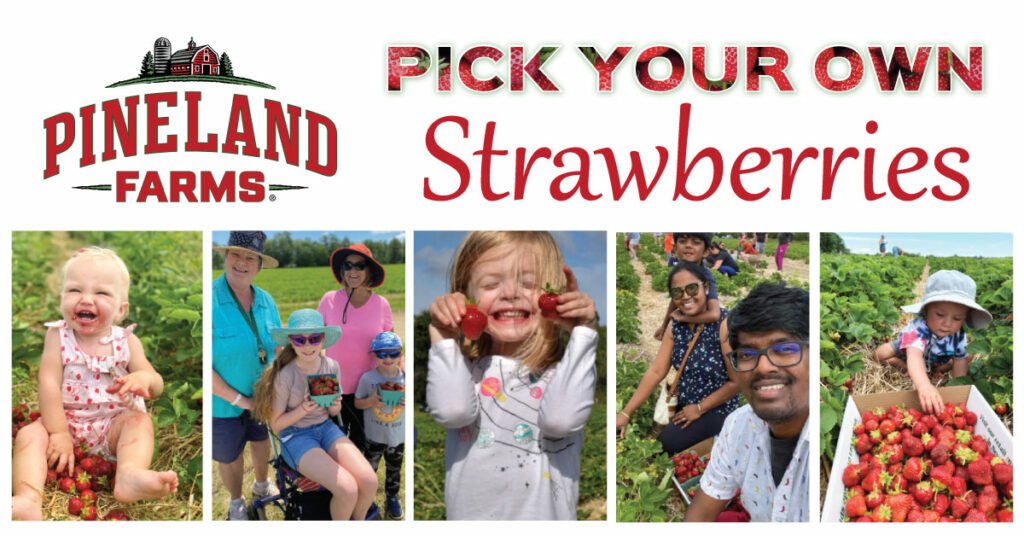 Pick Your Own Strawberries - Photo Courtesy of Pineland Farms Pick Your Own Strawberries - Photo Courtesy of Pineland Farms