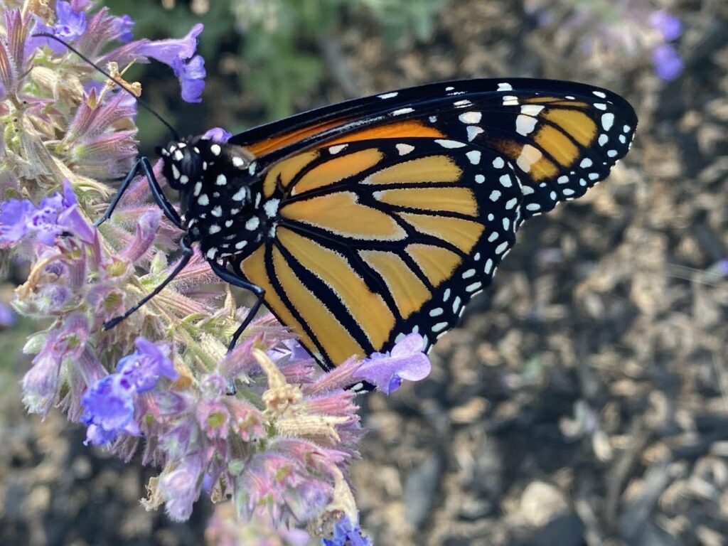 Pollinator Week - Photo courtesy of Pineland Farms