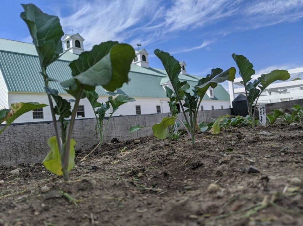 Soil, Seeds, and Sprouts - Photo Courtesy of Pineland Farms Soil, Seeds, and Sprouts - Photo Courtesy of Pineland Farms