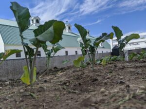 Soil, Seeds, and Sprouts - Photo Courtesy of Pineland Farms