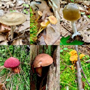 Mushroom ID Walk - Photo Courtesy of Pineland Farms