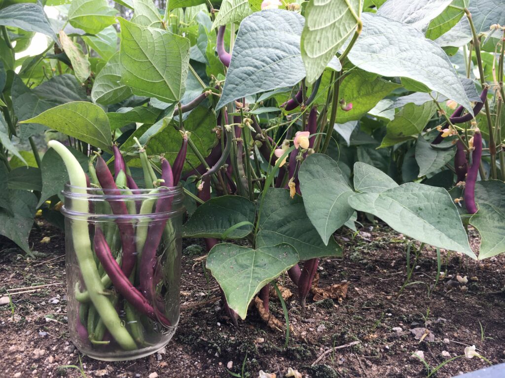 Pickling -Photo courtesy of Pineland Farms