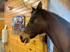 Afternoon @ Equestrian Center - Photo Courtesy of Pineland Farms
