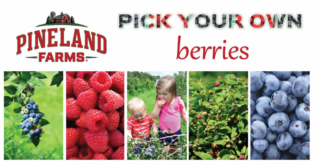 Pick Your Own Raspberries - Photo courtesy of Pineland Farms