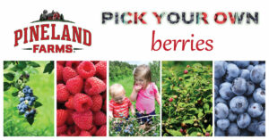Pick Your Own Raspberries - Photo courtesy of Pineland Farms