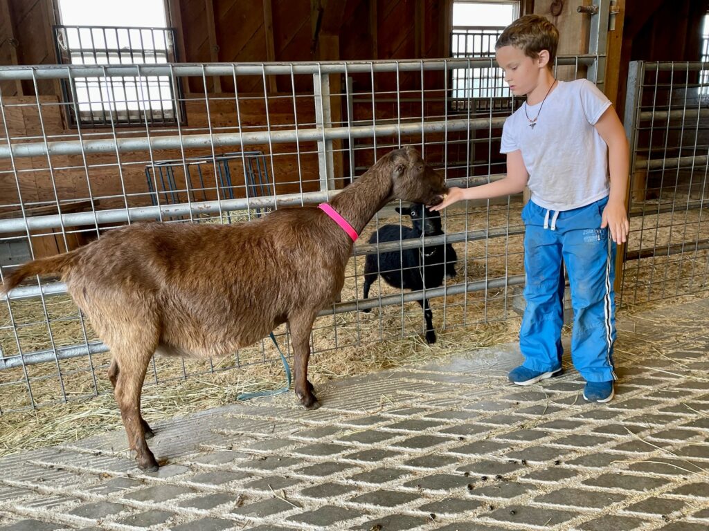 Farmyard Helper - Photo courtesy of Pineland Farms