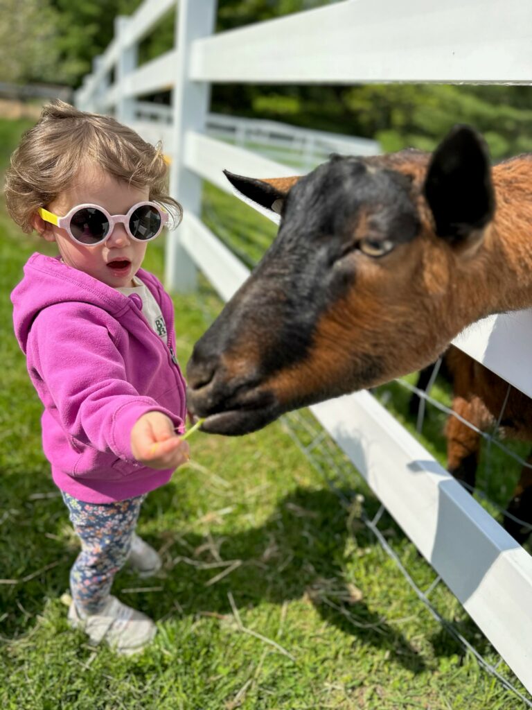 Family Farmyard Fun - Photo Courtesy of Pineland Farms