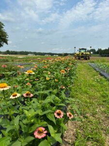 Cut Your Own Flowers -Photo Courtesy of Pineland Farms