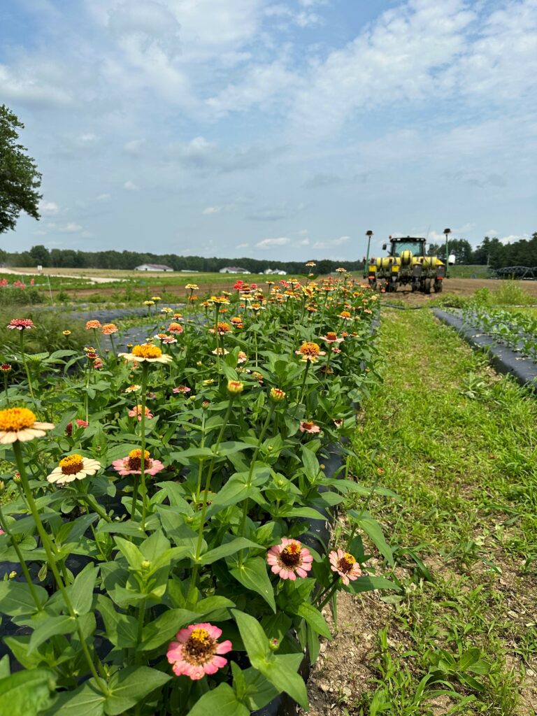 Cut Your Own Flowers -Photo Courtesy of Pineland Farms Cut Your Own Flowers -Photo Courtesy of Pineland Farms