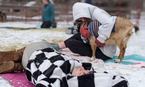 Goat Yoga at Smiling Hill Farm. Photo Credit: Ashley Flowers Yoga