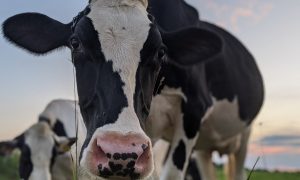 Cheese Making + Farm Tour - Photo Credit: Pineland Farms