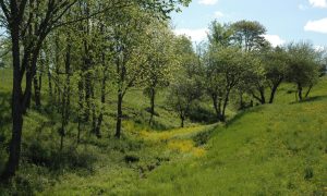 Reading the Forested Landscape - Photo Credit: Pineland Farms