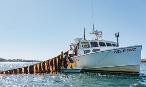 The Kelp Drop at the Pier - Photo Credit: Photo by Chris Cary for Atlantic Sea Farms