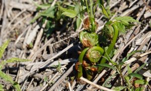 Fiddlehead Forage - Photo Credit: Pineland Farm