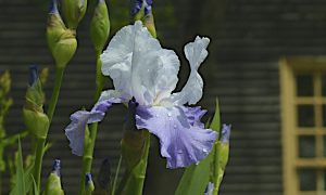 Tate House Museum Plant Sale - Photo Credit: Tate House Museum