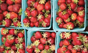 Pick Your Own Strawberries - Photo Credit: Pineland Farms, Inc.