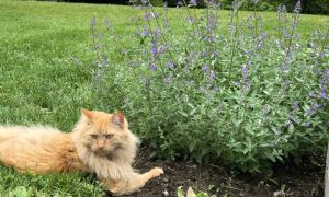 Colonial Garden Tea Tasting - Photo Credit: Colleen Griffin