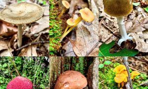 Mushroom Identification Walks - Photo Credit: Pineland Farms - Mushrooms