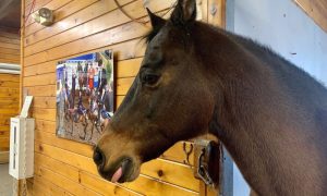 Equestrian Afternoon - Photo Credit: Pineland Farms
