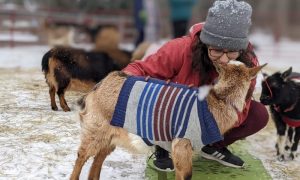Goat Yoga (Winter Edition) - Photo Credit: Ashley Flowers Yoga