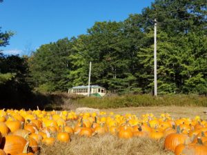 Pumpkin Patch Trolley - Photo Credit: Seashore Trolley Museum