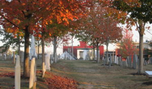 Haunting Eastern Cemetery - Photo Credit: Photo by Janet Alexander, Spirits Alive - Funeral Lane Eastern Cemetery taken 09 Oct 2020 - Photo Credit: Spirits Alive