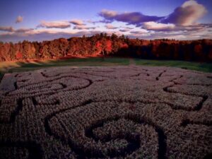 Corn Maze Nights - Photo Courtesy of Pineland Farms